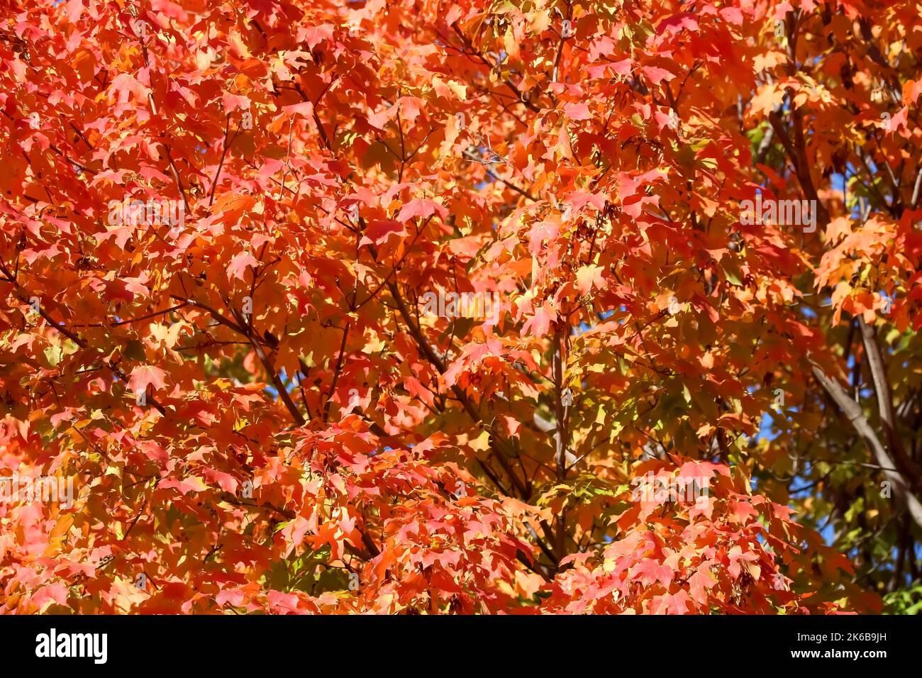 A beautiful shot of red orange leaves on branches of a maple tree Stock ...