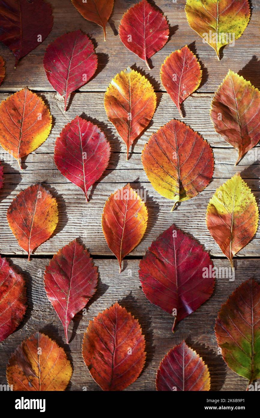 Autumn background. Red, orange leaves from trees on a wooden background. Alder leaf. Stock Photo