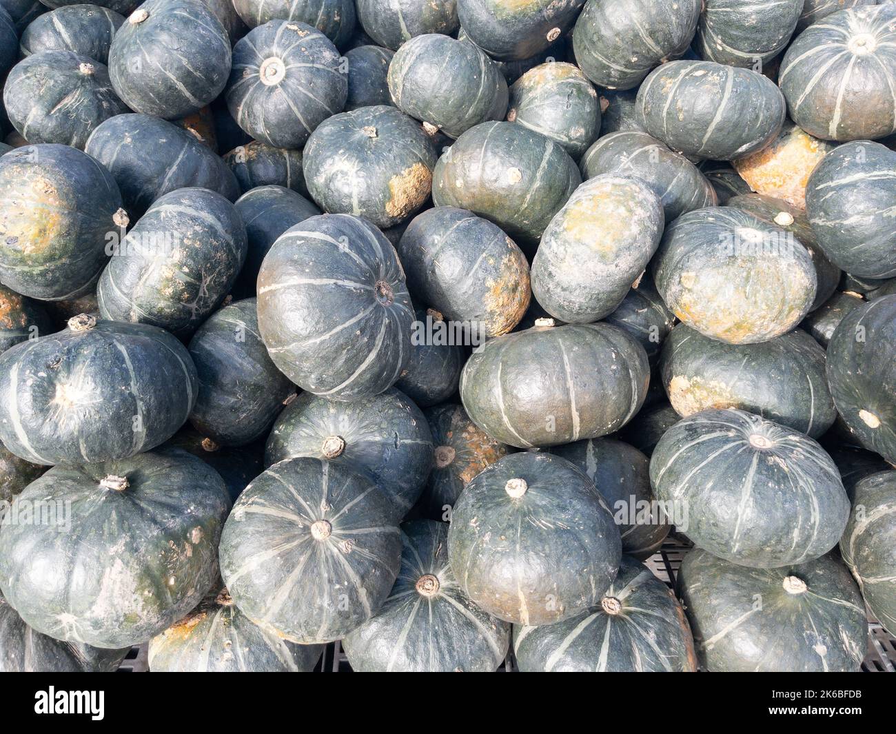Small green Hokkaido pumpkins at a farmers market Stock Photo - Alamy