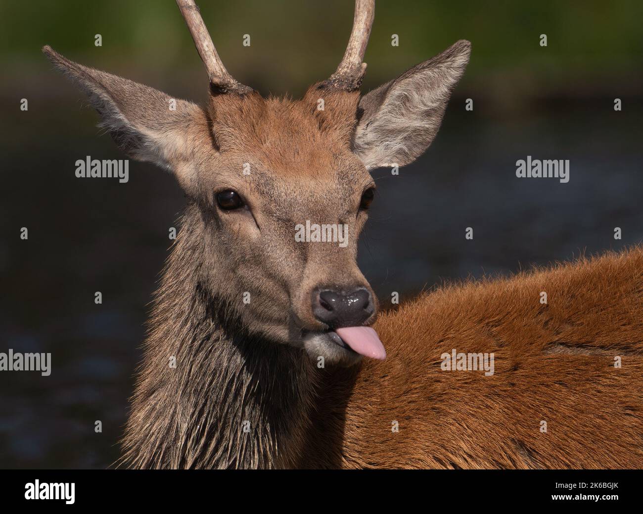 A raspberry stag. London, UK: THIS RED Stag was bellowing as it entered the rut letting out a territorial call while a young rival appears to respond Stock Photo