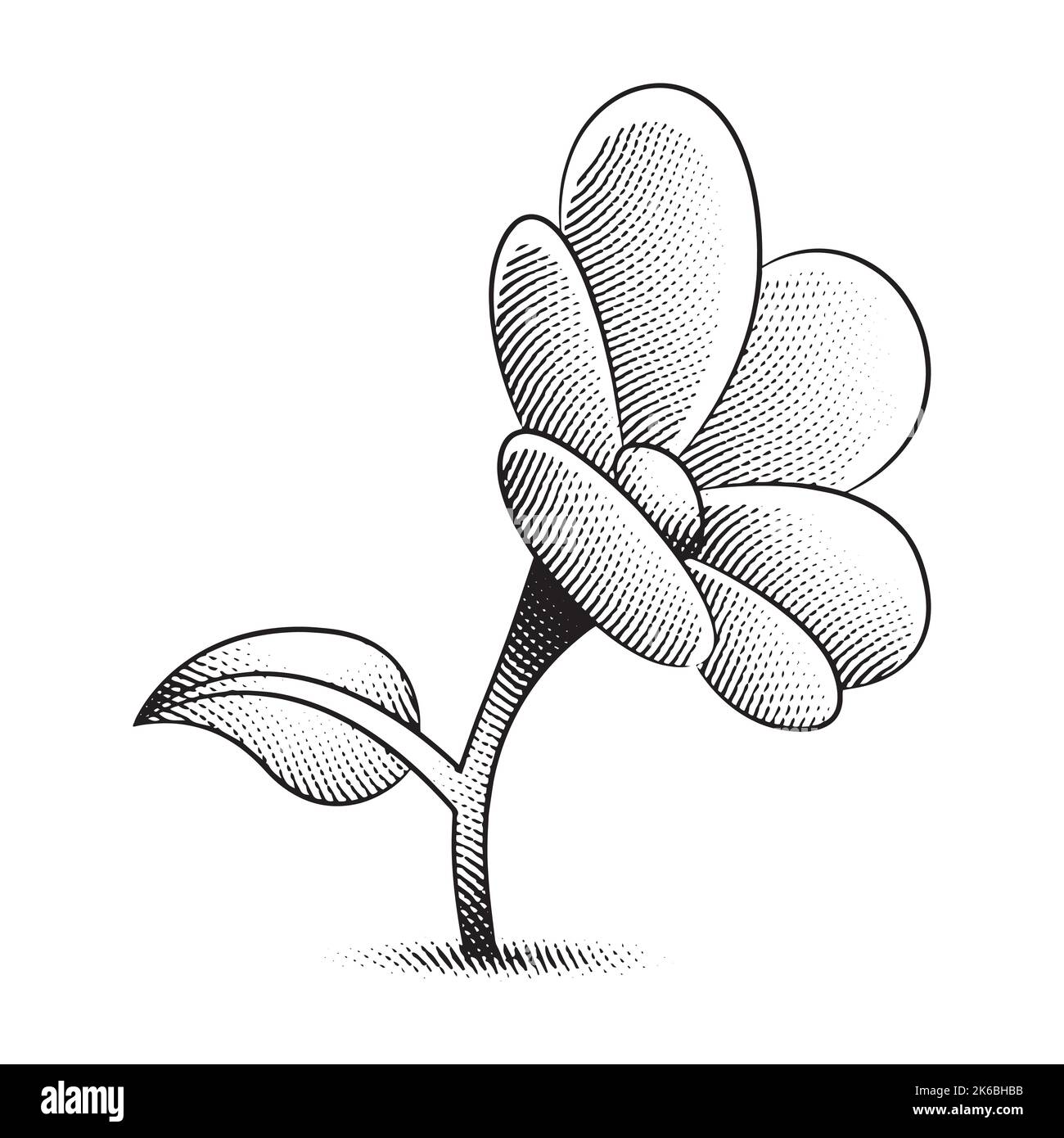 Illustration of Scratchboard Engraved Daisy Flower isolated on a White