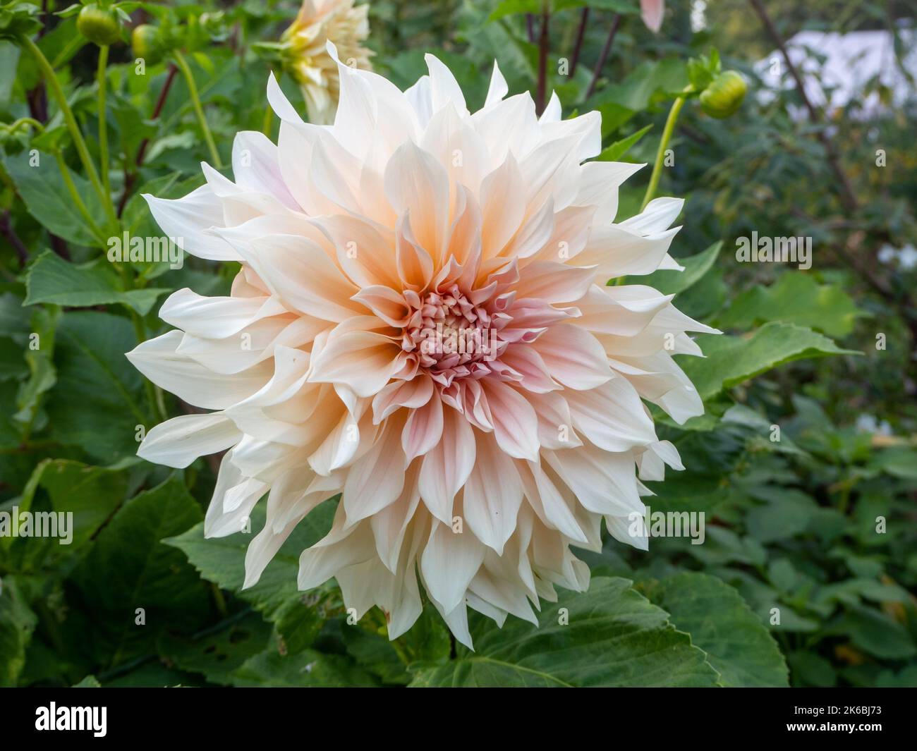 Chenies Manor Garden Dahlias in October.Detail of a single decorative Dahlia 'Cafe au Lait' with perfect petals in a warm cream tone. Stock Photo
