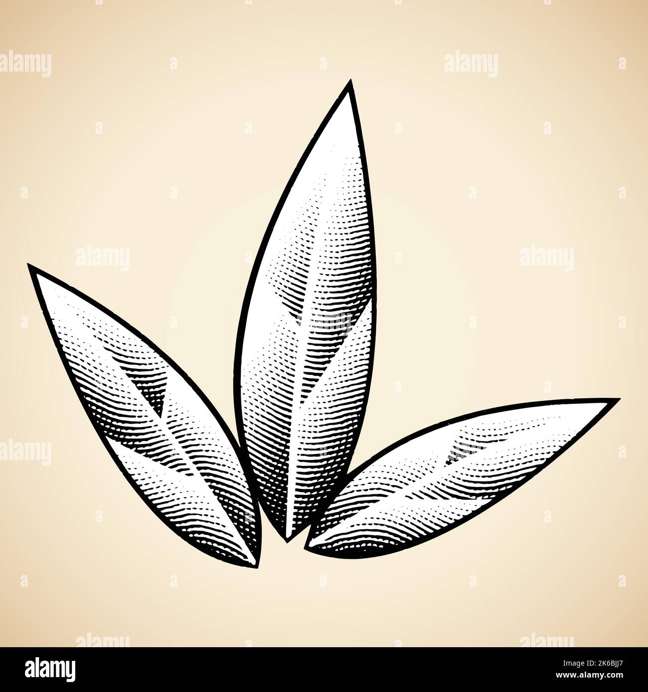 tobacco leaf drawing And Flowers Of A Plant by Mary Evans Picture Library Tobacco leaf drawing Images -