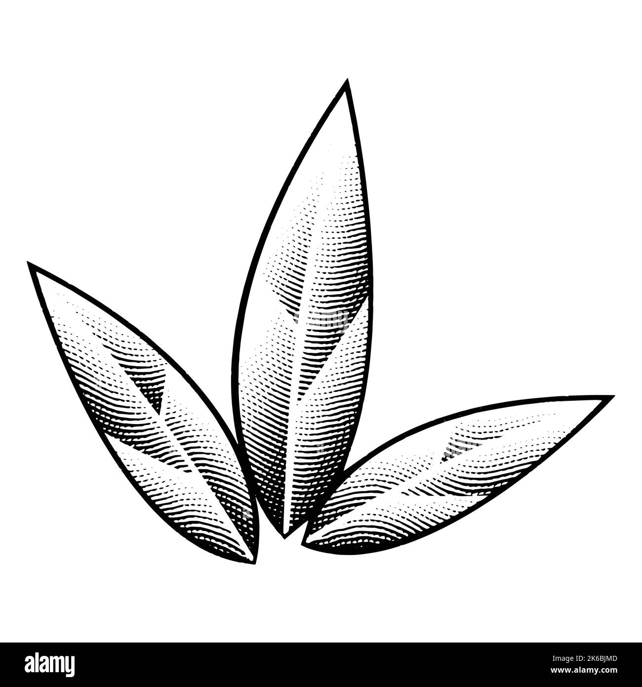 Illustration of Scratchboard Engraved Tobacco Leaves isolated on a