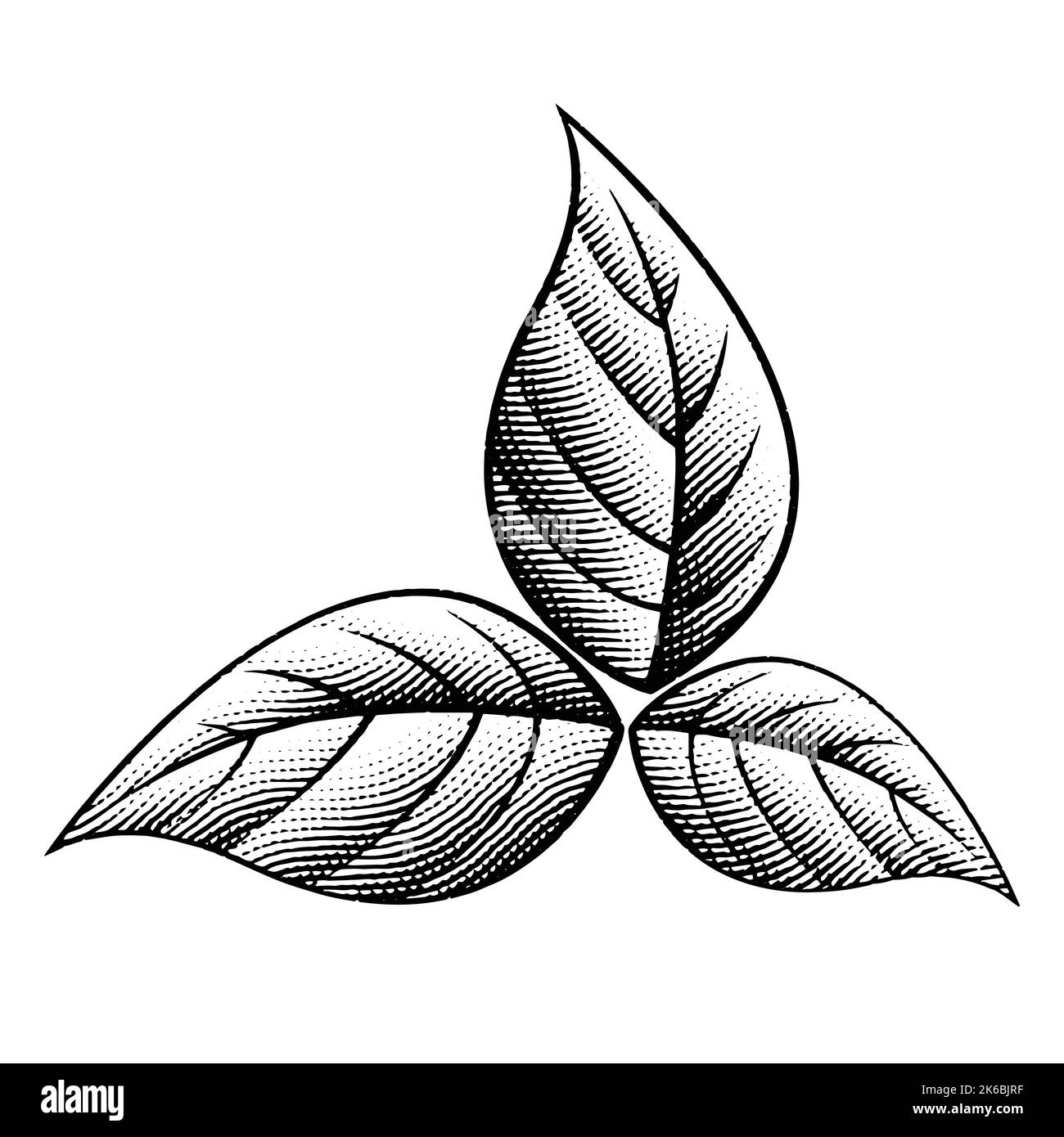 Illustration of 3 Scratchboard Engraved Tobacco Leaves isolated on a