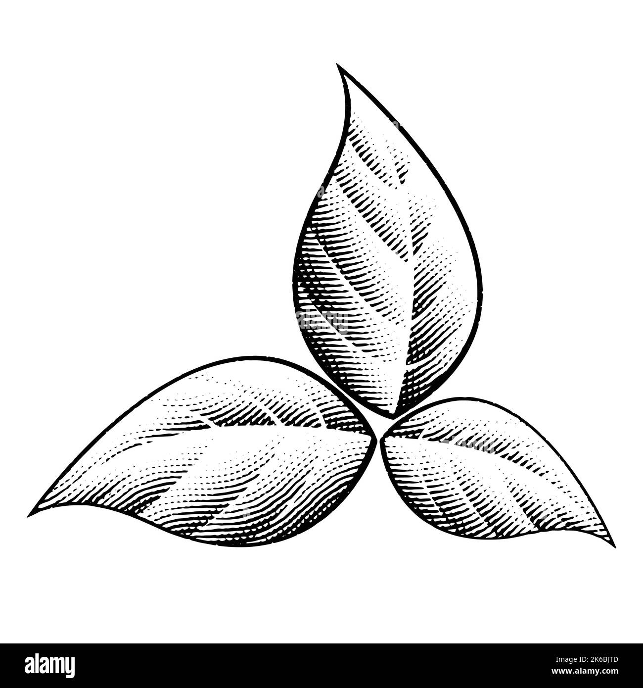 Illustration of Scratchboard Engraved Tobacco Leaves isolated on a