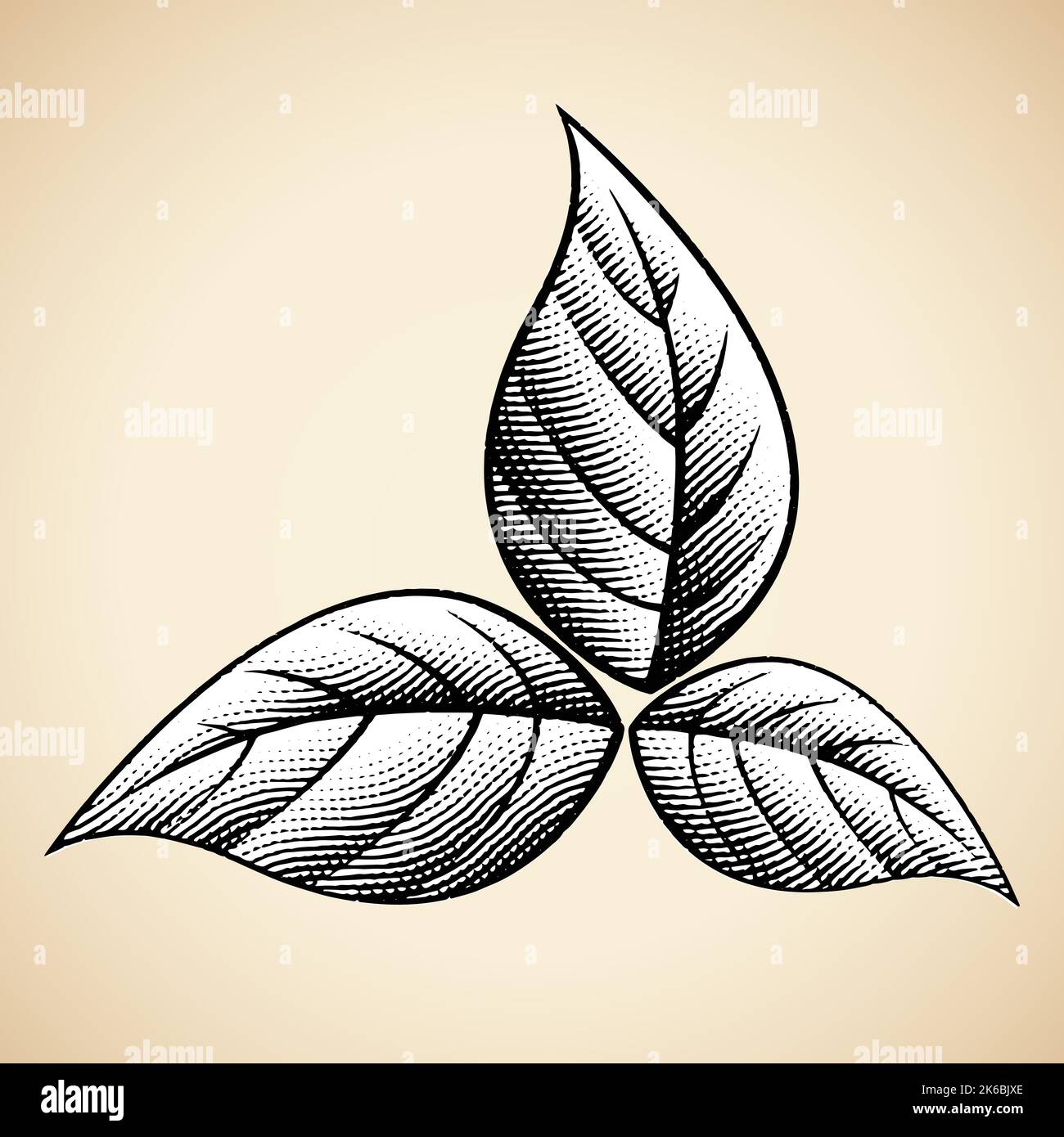 how to draw tobacco plant step by step Tobacco plant drawing hi-res stock photography and images