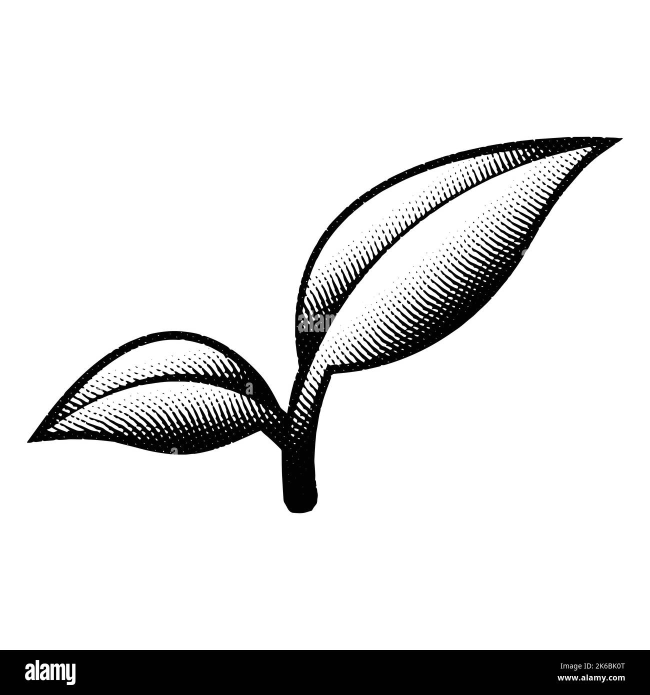Illustration of Scratchboard Engraved Leaf Branch isolated on a White