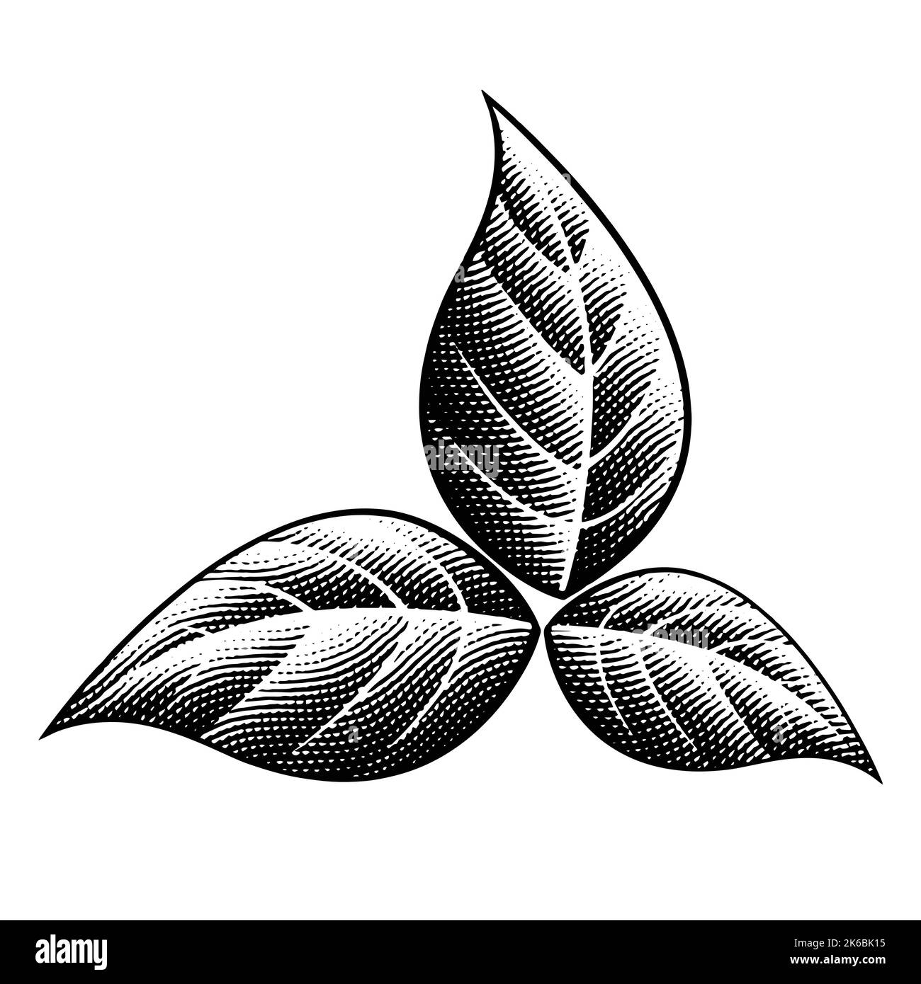 Illustration of Scratchboard Engraved Black Tobacco Leaves isolated on