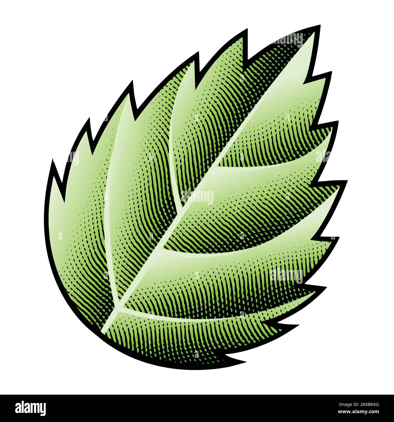 Illustration of Scratchboard Engraved Green Nettle Leaf isolated on a