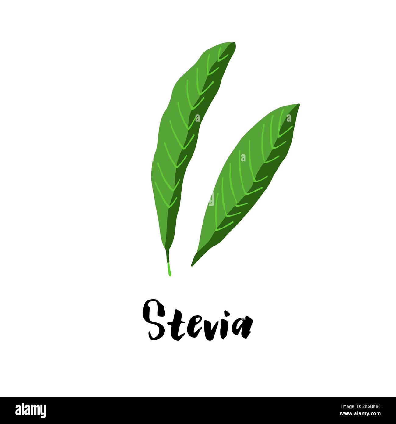 Herbal stevia illustration isolated on white background Stock Photo Alamy