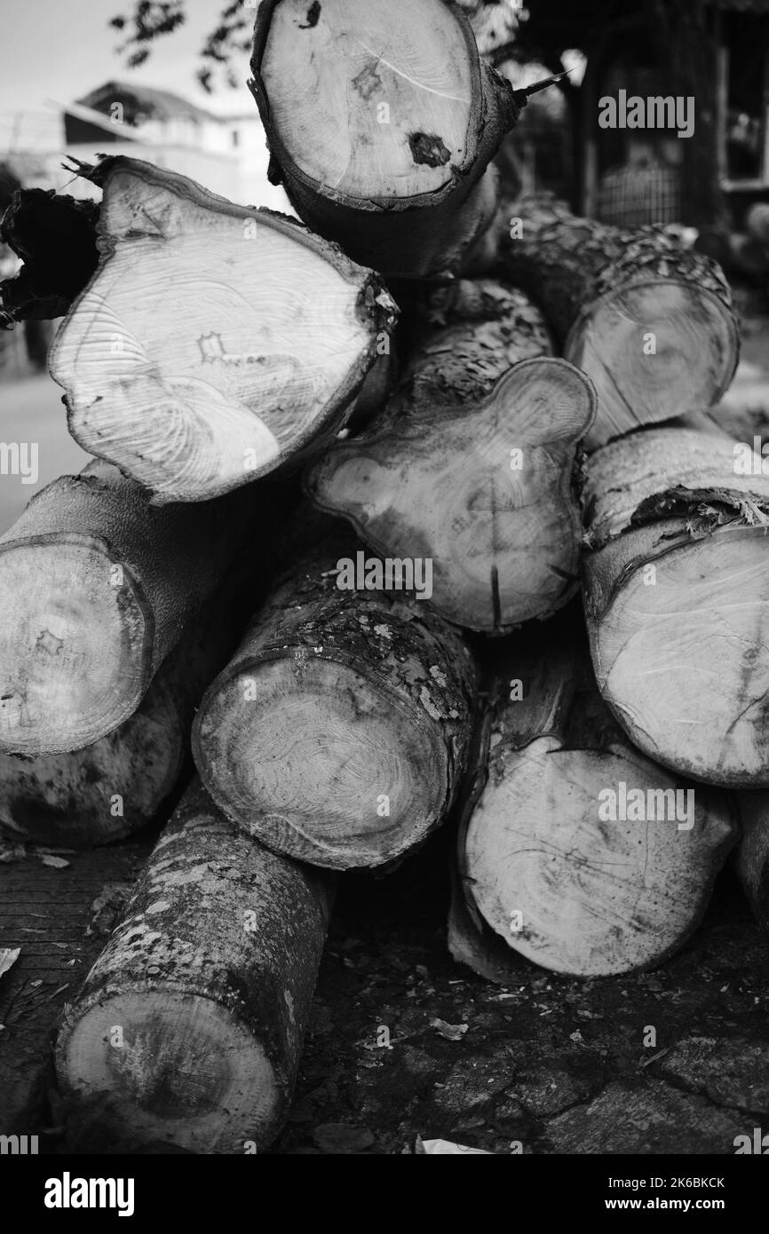 Monochrome photo, pile of woods from a felled tree, Cikancung - Indonesia Stock Photo