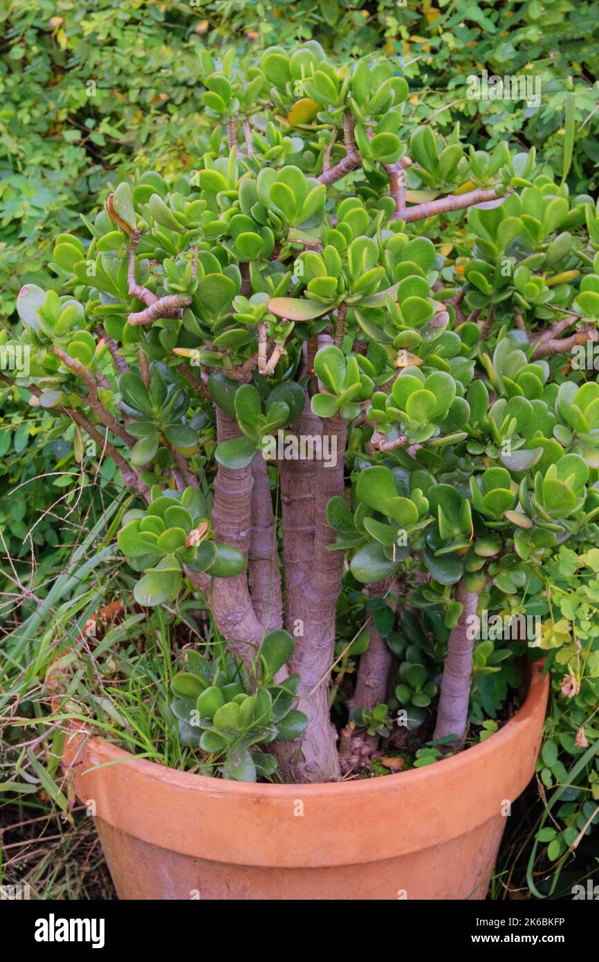 Crassula. Outdoor clay pot with green succulent plant  in landscape design. Container gardening. Stock Photo