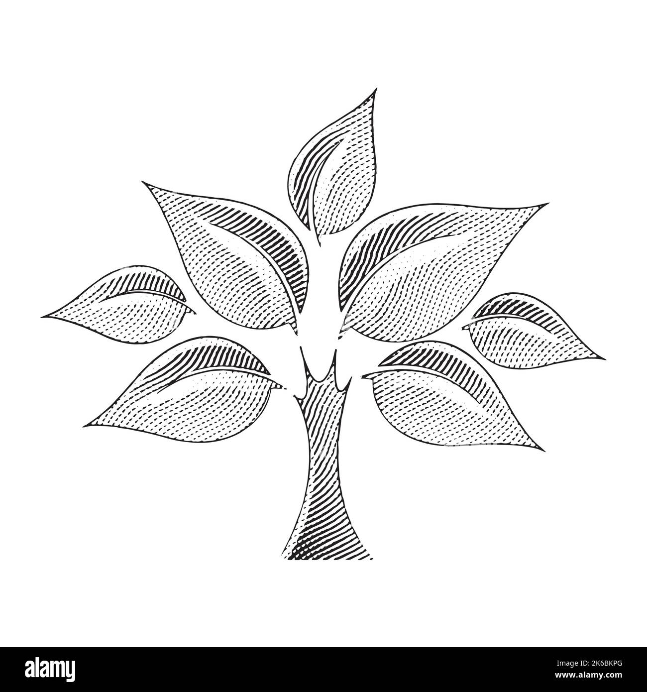 Illustration of Scratchboard Engraved Tree isolated on a White Background Stock Vector Image