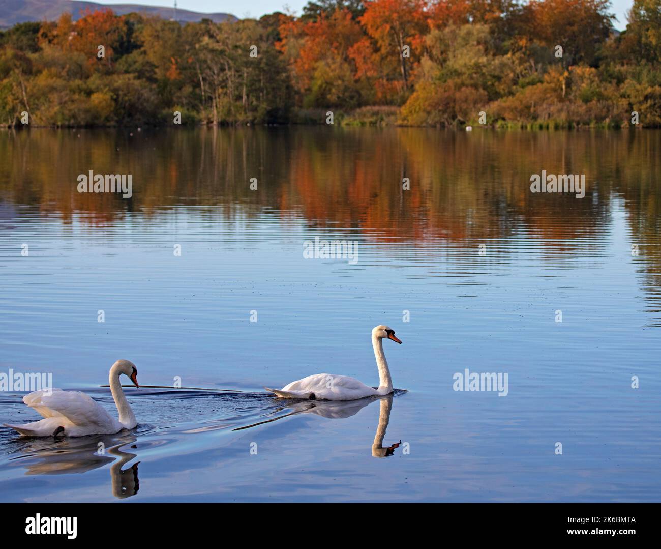 Duddingston, Edinburgh, Scotland. UK. 13th October 2022. Autumn colour foliage in the background of Duddingston Loch with Mute Swans Cygnus Olor) in foreground on a sunny cool morning which began at 4 degrees centigrade at sunrise and increased to 12  degrees by late morning.Two Mute Swans gliding into the autumnal scene. Credit: Arch White/alamy live news Stock Photo