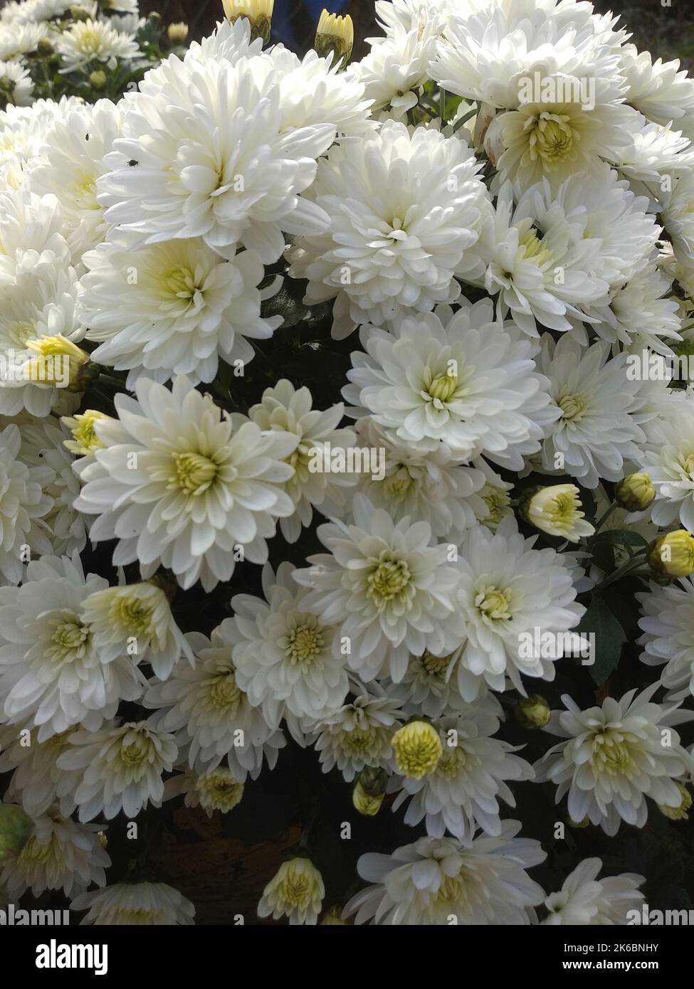 A vertical closeup of white Chrysanthemum grandiflorum flowers in the garden Stock Photo