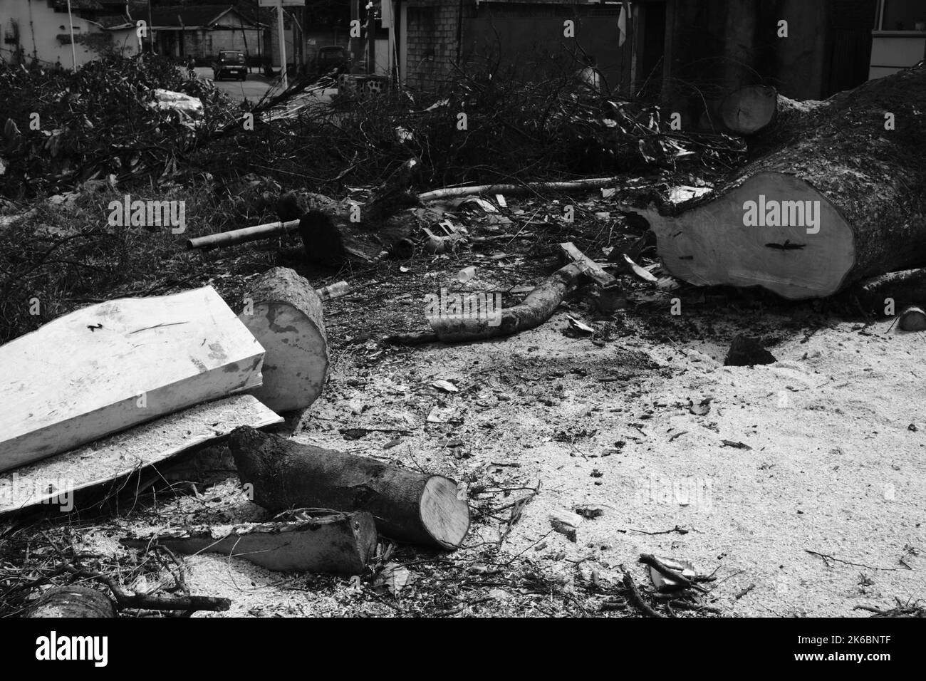 Monochrome photo, debris of trunk and twigs from a felled tree, Cikancung - Indonesia Stock Photo