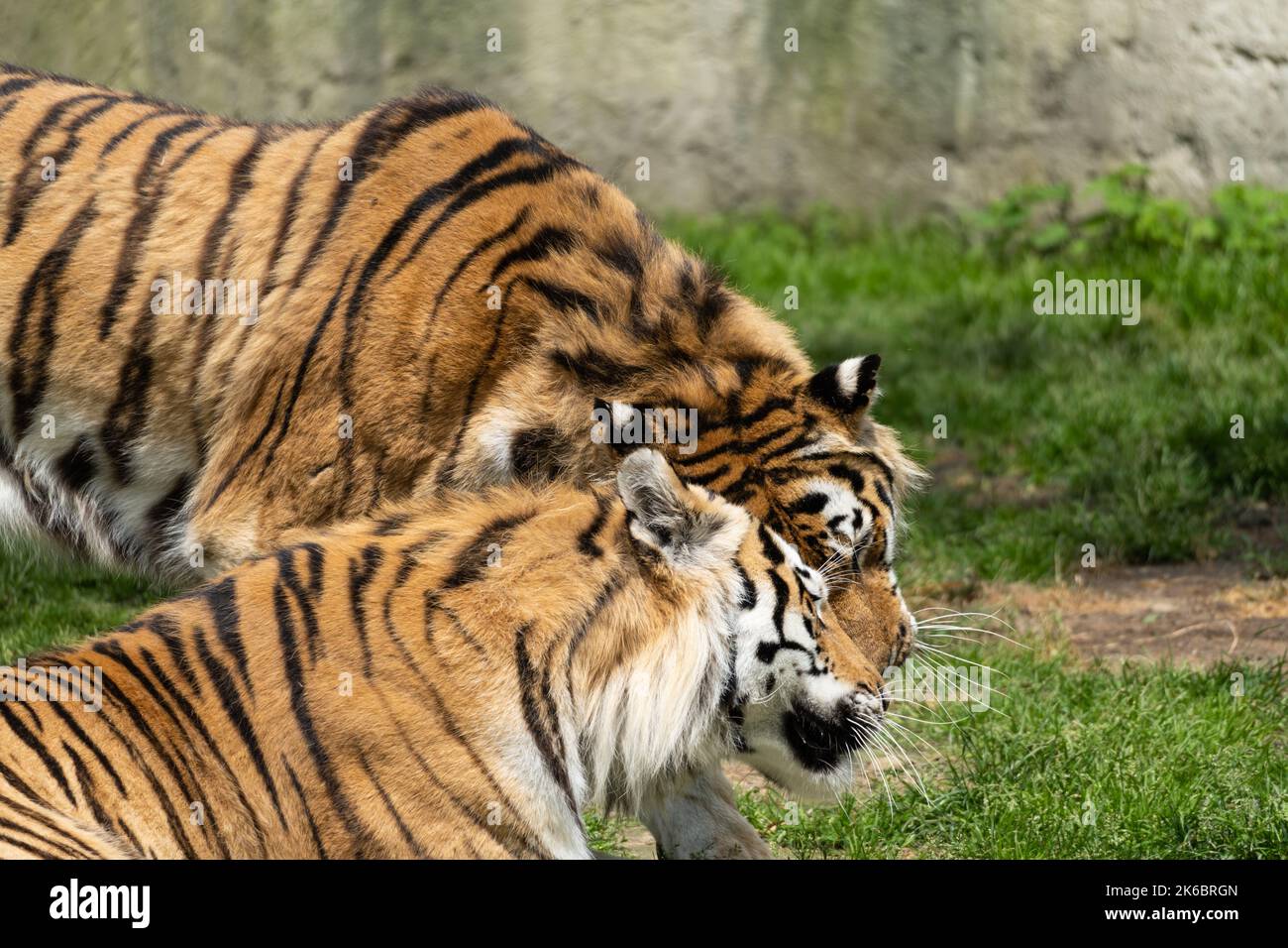 Closeup shot two wild hi-res stock photography and images - Alamy