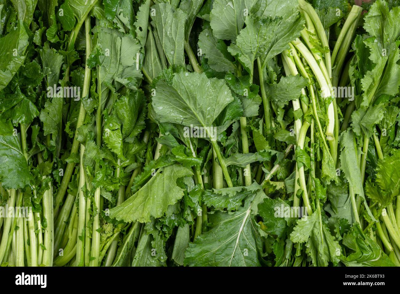 Celery veggie ingredient plant for cooking Stock Photo