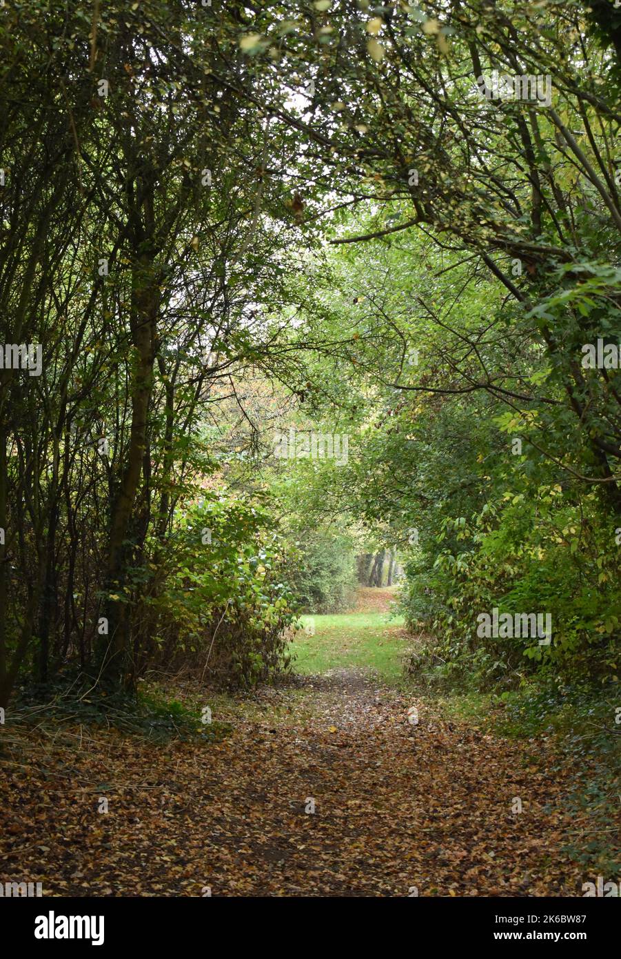 Trees in the autumn with leaves on the ground Stock Photo - Alamy