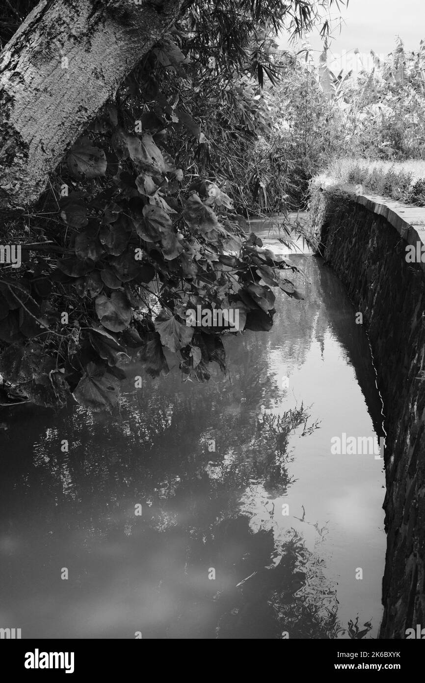 Monochrome photo, irrigation canal flowing through rice field Stock Photo