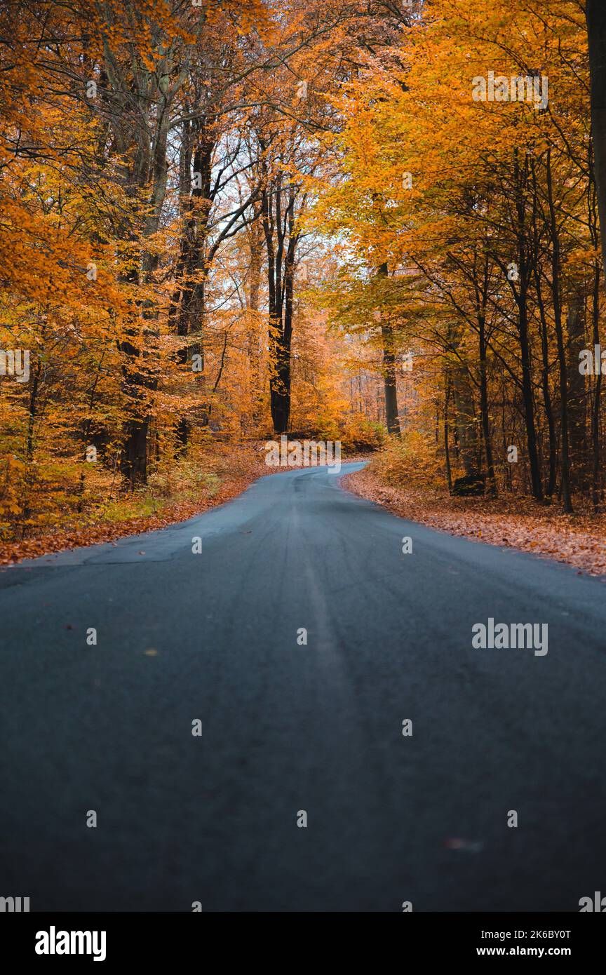 A vertical shot of an asphalt road going through a colorful forest with ...