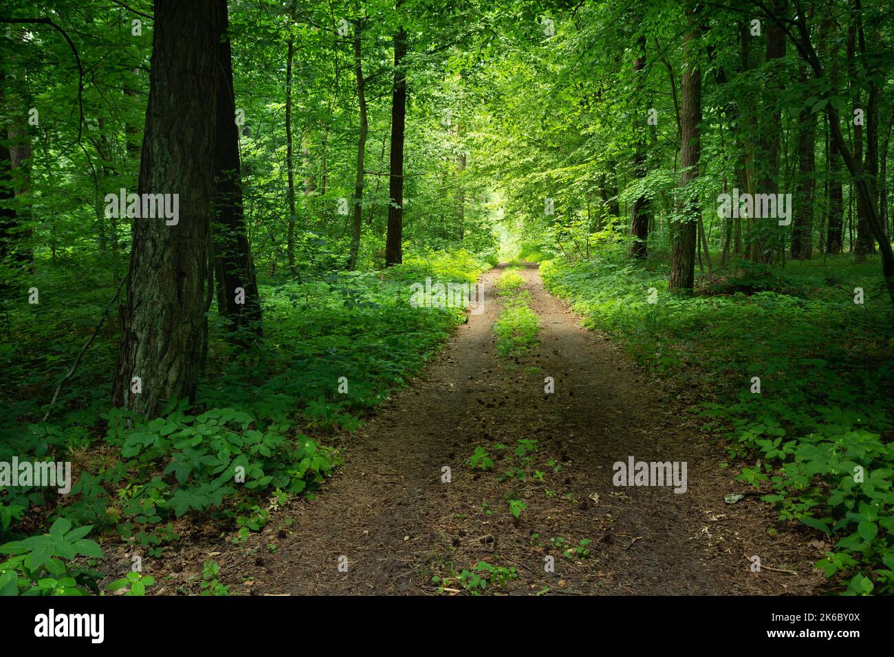 Serene pathway through dense hi-res stock photography and images - Alamy