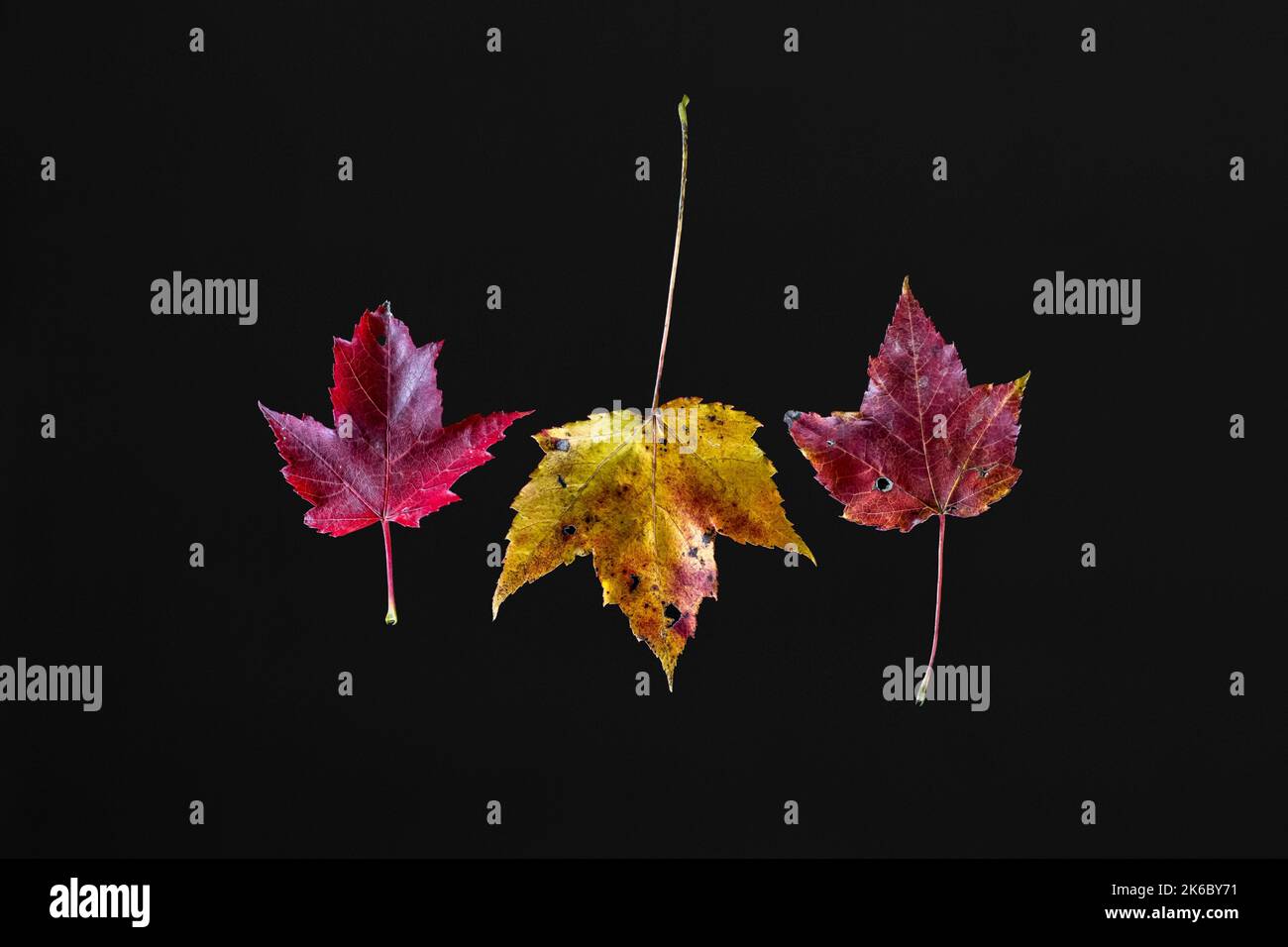 The fall leaves isolated on a black background Stock Photo - Alamy