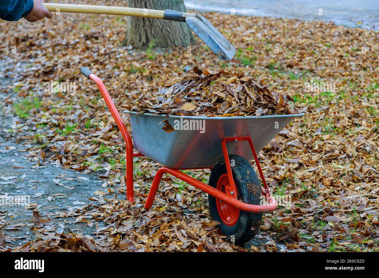 Municipal worker who is cleaning sidewalk with wheelbarrow full of leaves from autumn fall foliage Stock Photo