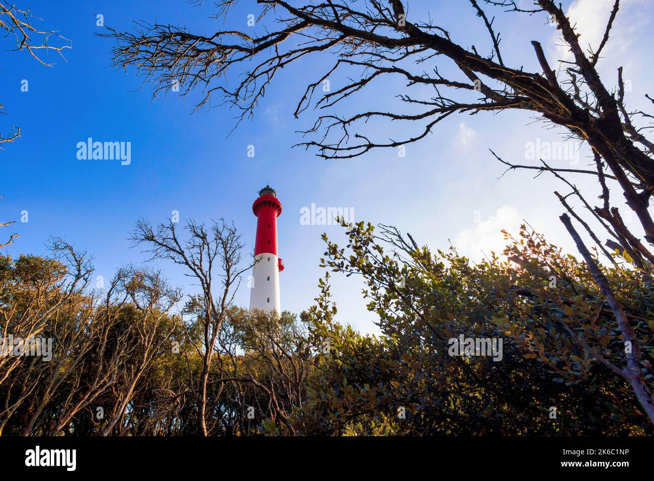 La Coubre lighthouse emerging from the wild oak tree forest, Charente Maritime, France Stock Photo