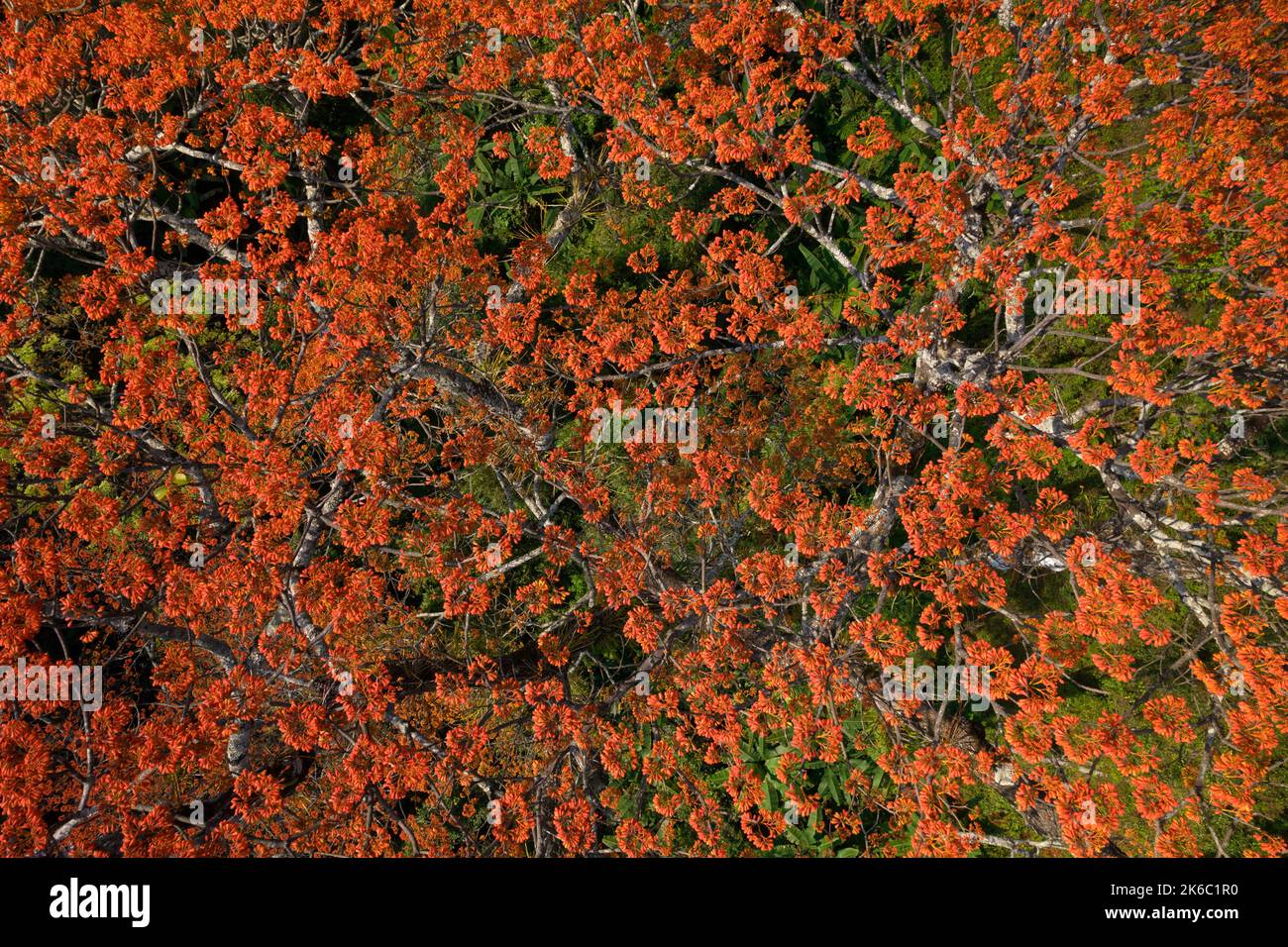 Aerial top view of a Pterocymbium macranthum tree in full blossom, Chiang dao rainforest, Thailand Stock Photo