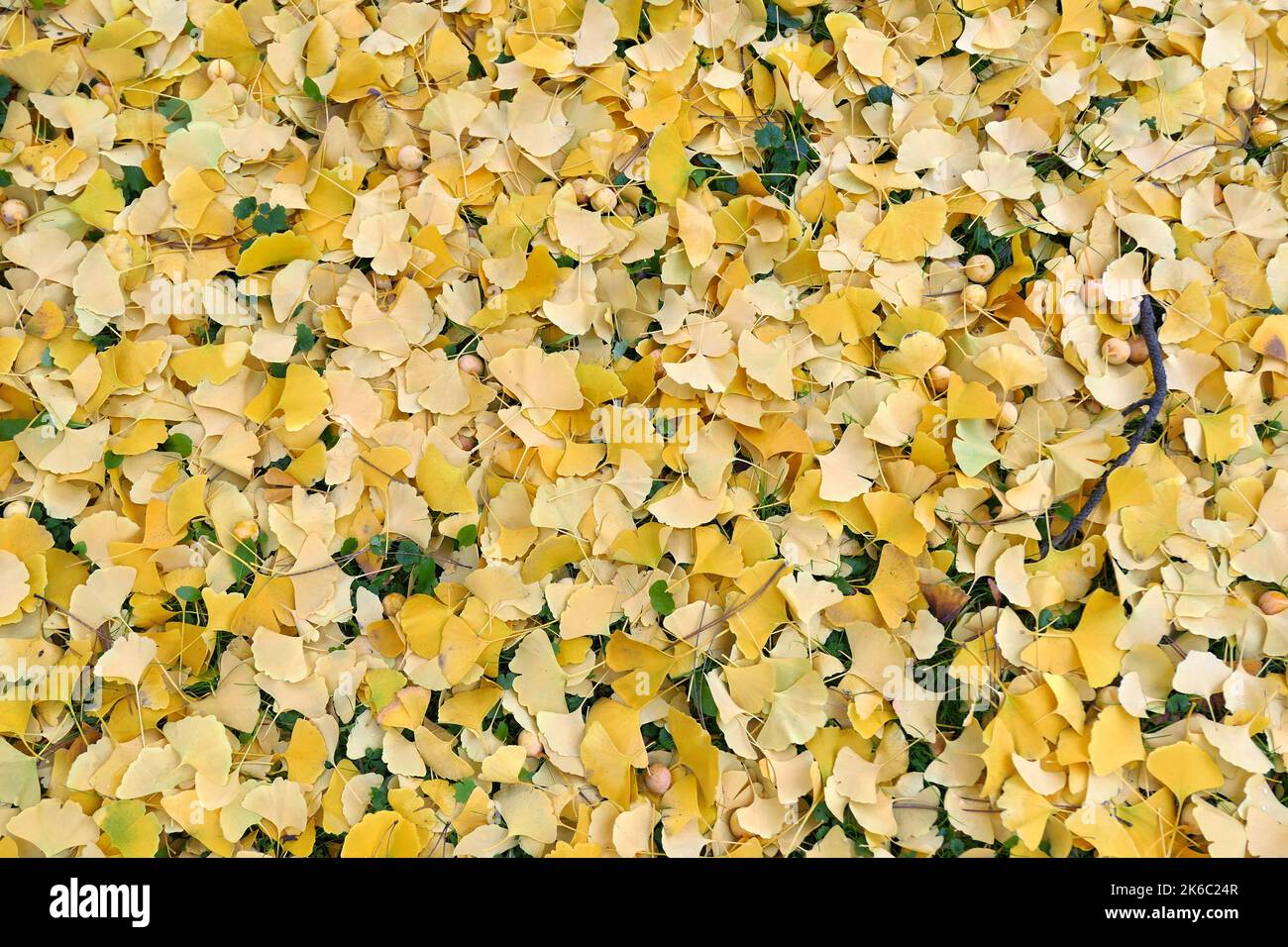 Autumn leaves background. Ginkgo biloba fallen leaves and fruits. Stock Photo
