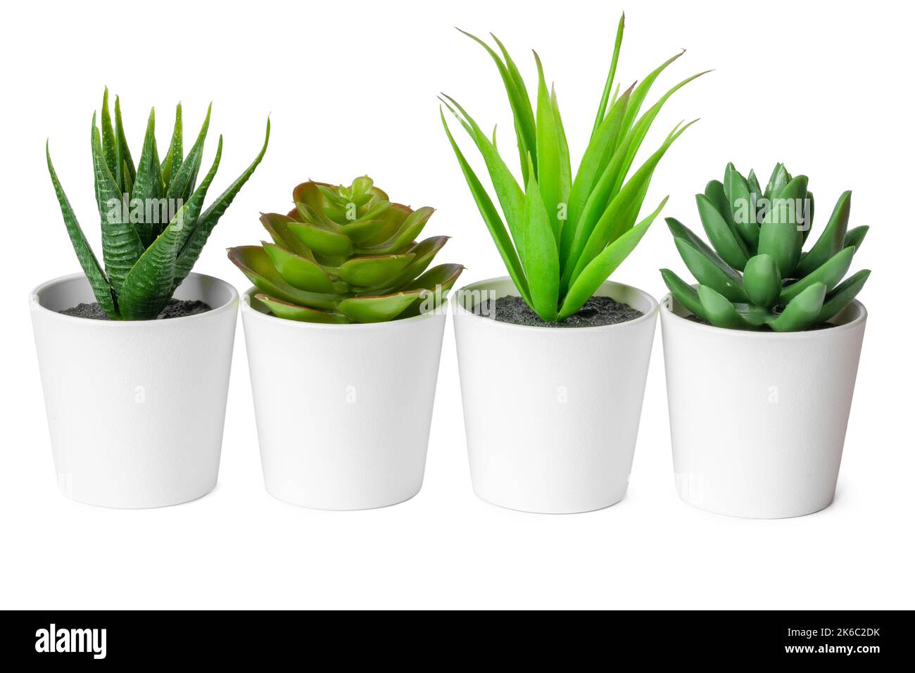 Pots with succulent plants isolated on white background Stock Photo