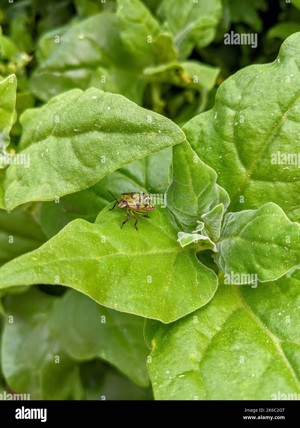 A vertical closeup of Nezara viridula, southern green stink bug on green leaves. Stock Photo
