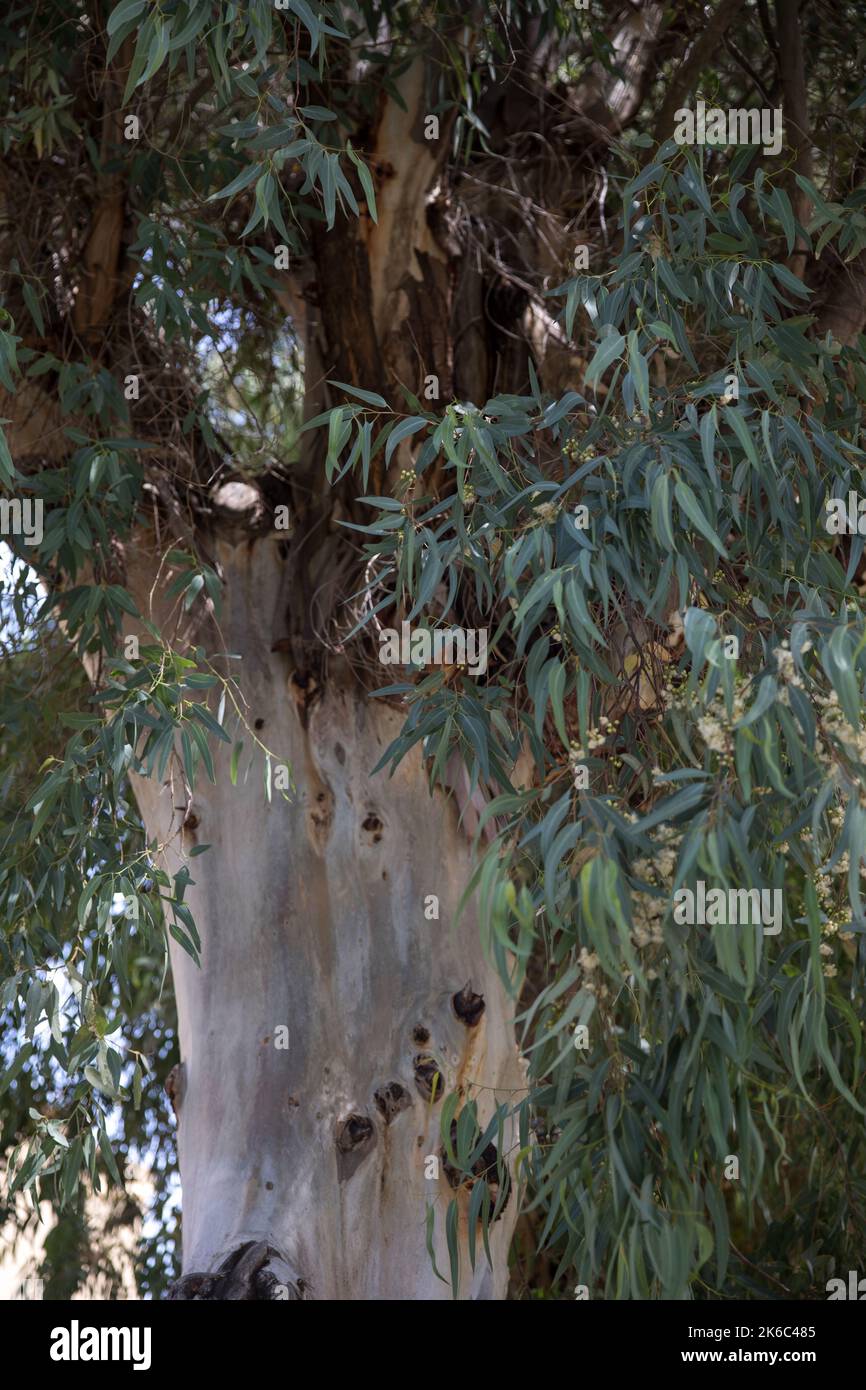 Vertical shot eucalyptus tree hi-res stock photography and images - Alamy