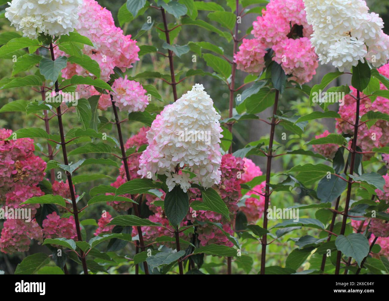 Hydrangea Paniculata Vanille Fraise Renhy blooms Stock Photo Alamy