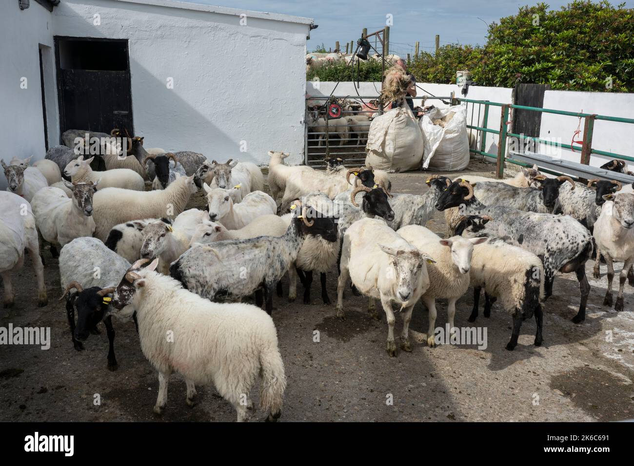 A herd of Sheep quietly waiting. Some are still waiting to be shaved, some have already been