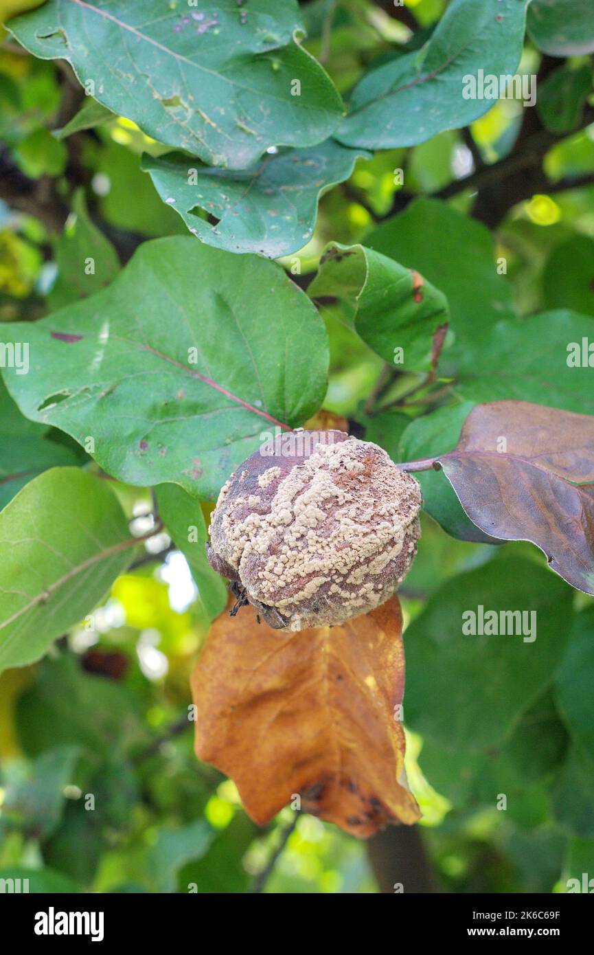 Rotten quince apple on the fruit tree, affected by the disease on a branch. Stock Photo