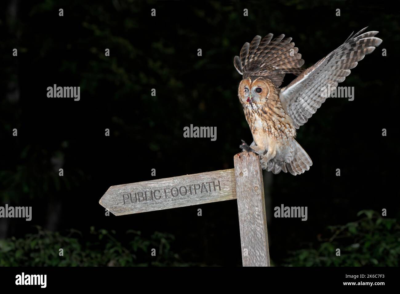 Tawny Owl-Strix aluco feeds on mouse. Stock Photo