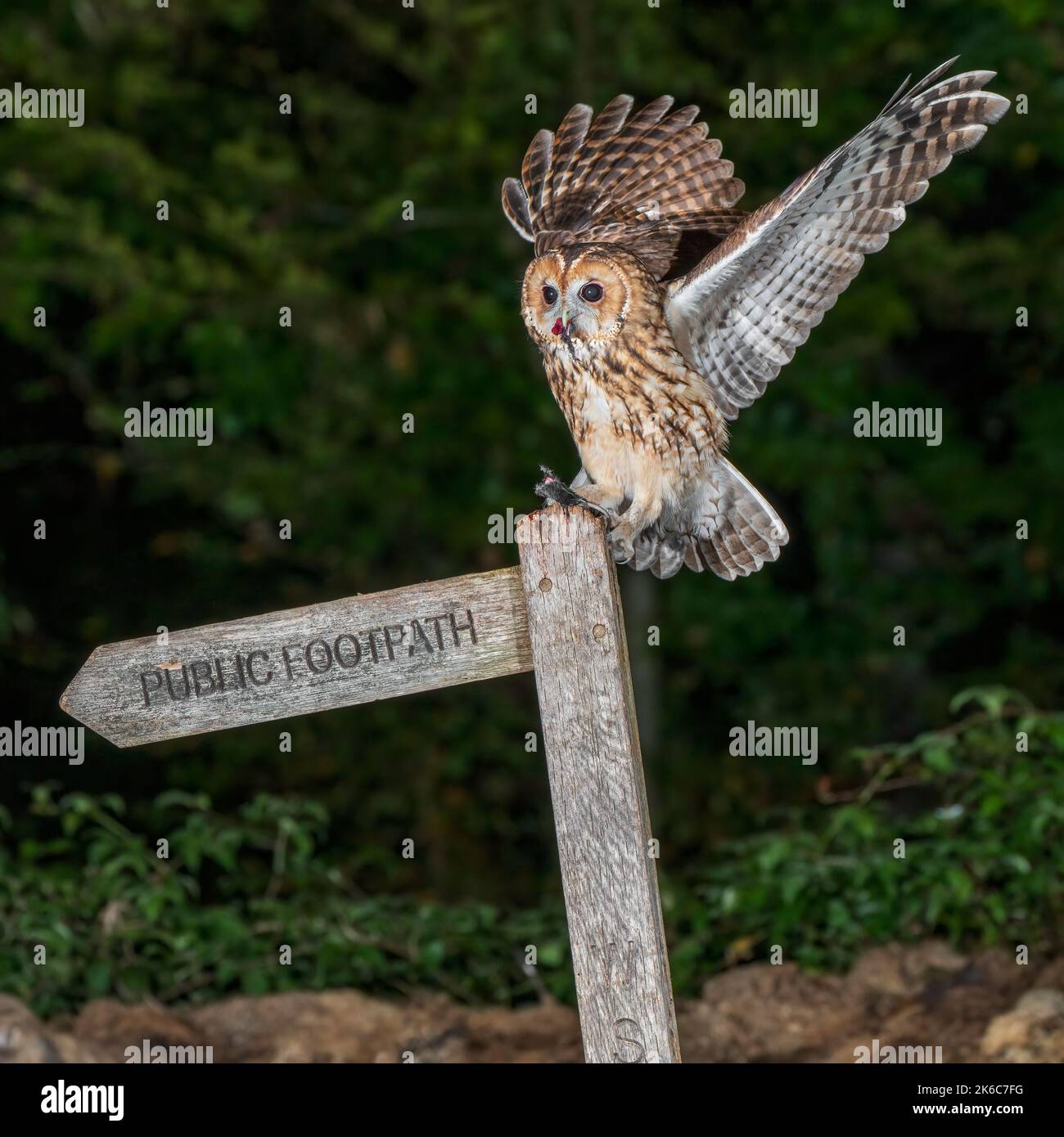 Tawny Owl-Strix aluco feeds on mouse. Stock Photo