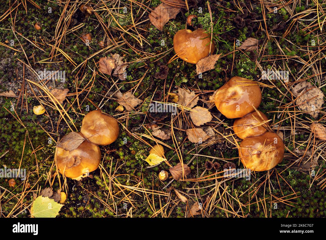 Edible butterdish mushroom in a forest clearing. Stock Photo