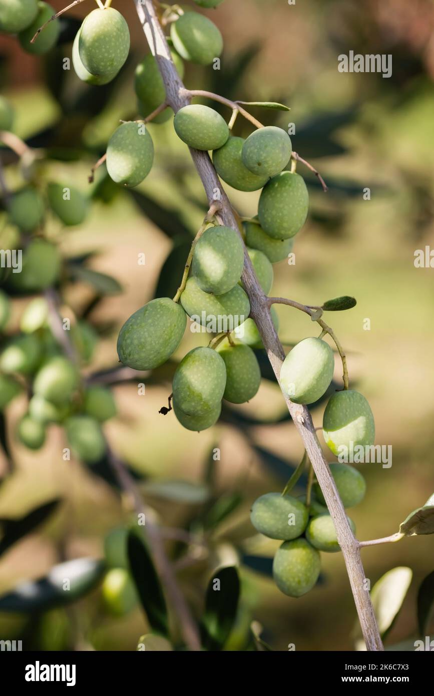 Close-up of green olives on the branch of an olive tree in Belvedere Fogliense in the Marche region of Italy Stock Photo