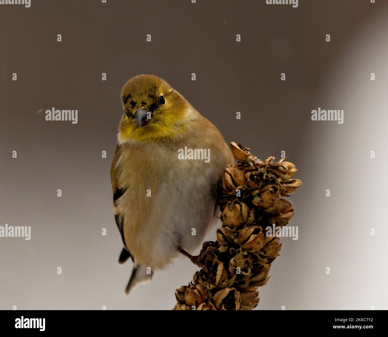 American Goldfinch close-up profile view, perched on foliage with a blur background in its environment and habitat surrounding. Stock Photo