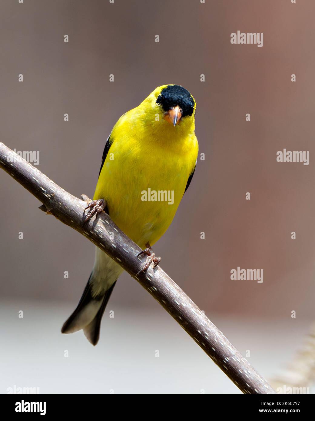 American Goldfinch close-up profile view, perched on a branch with a blur background in its environment and habitat and displaying yellow feather. Stock Photo