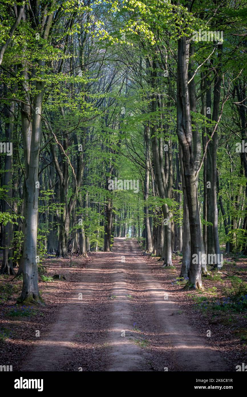 Path running through woodland hi-res stock photography and images - Alamy