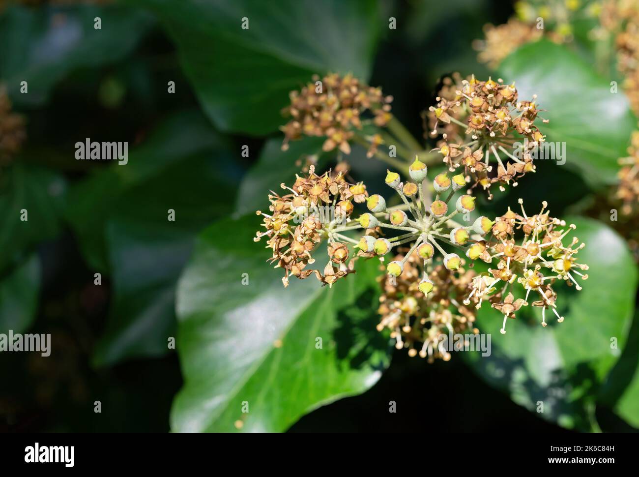 Hedera helix in bloom, growing on a tree trunk, in Marche region, Italy Stock Photo