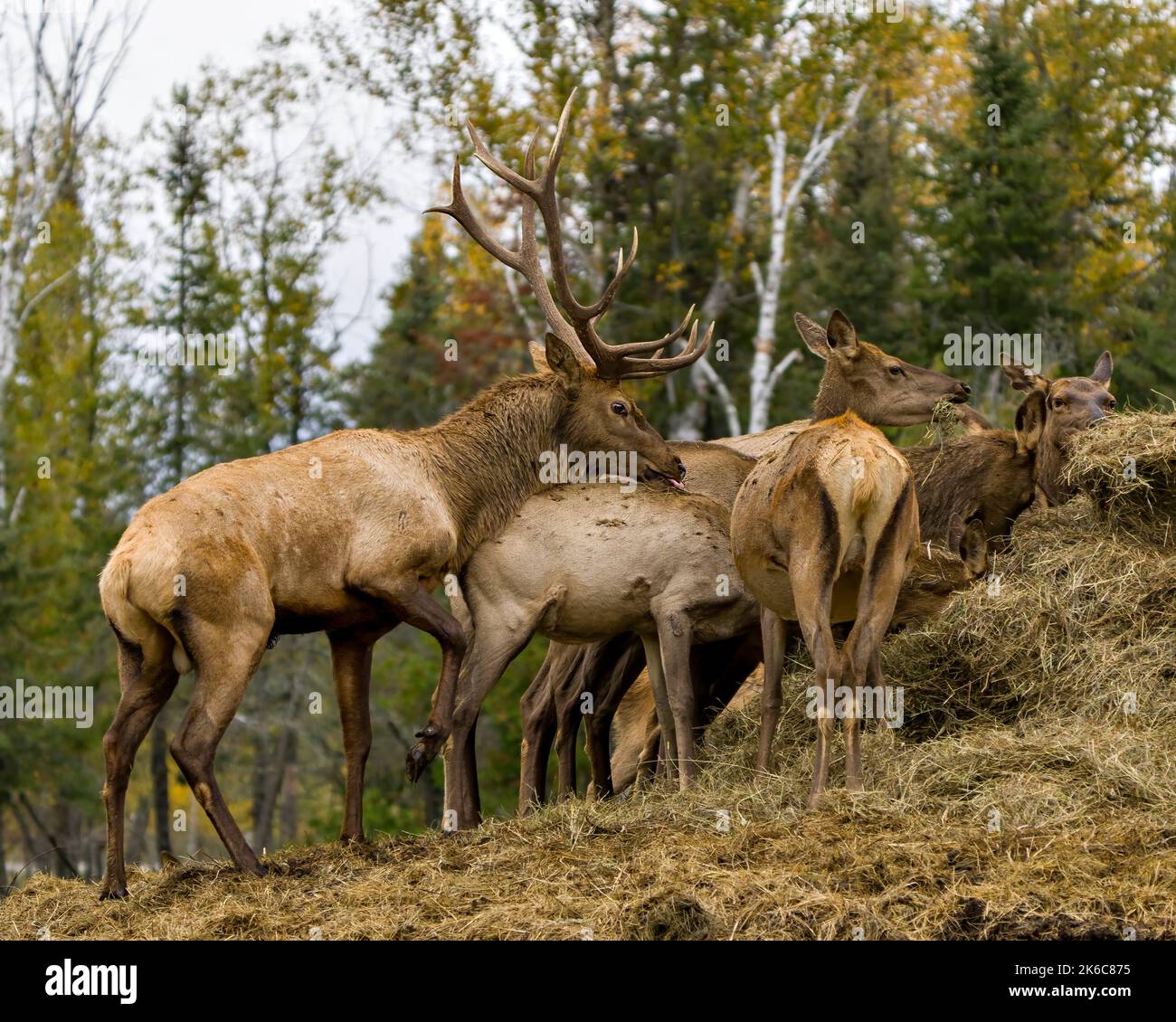 Elk male in the rut season with herd of cow elk with a blur forest