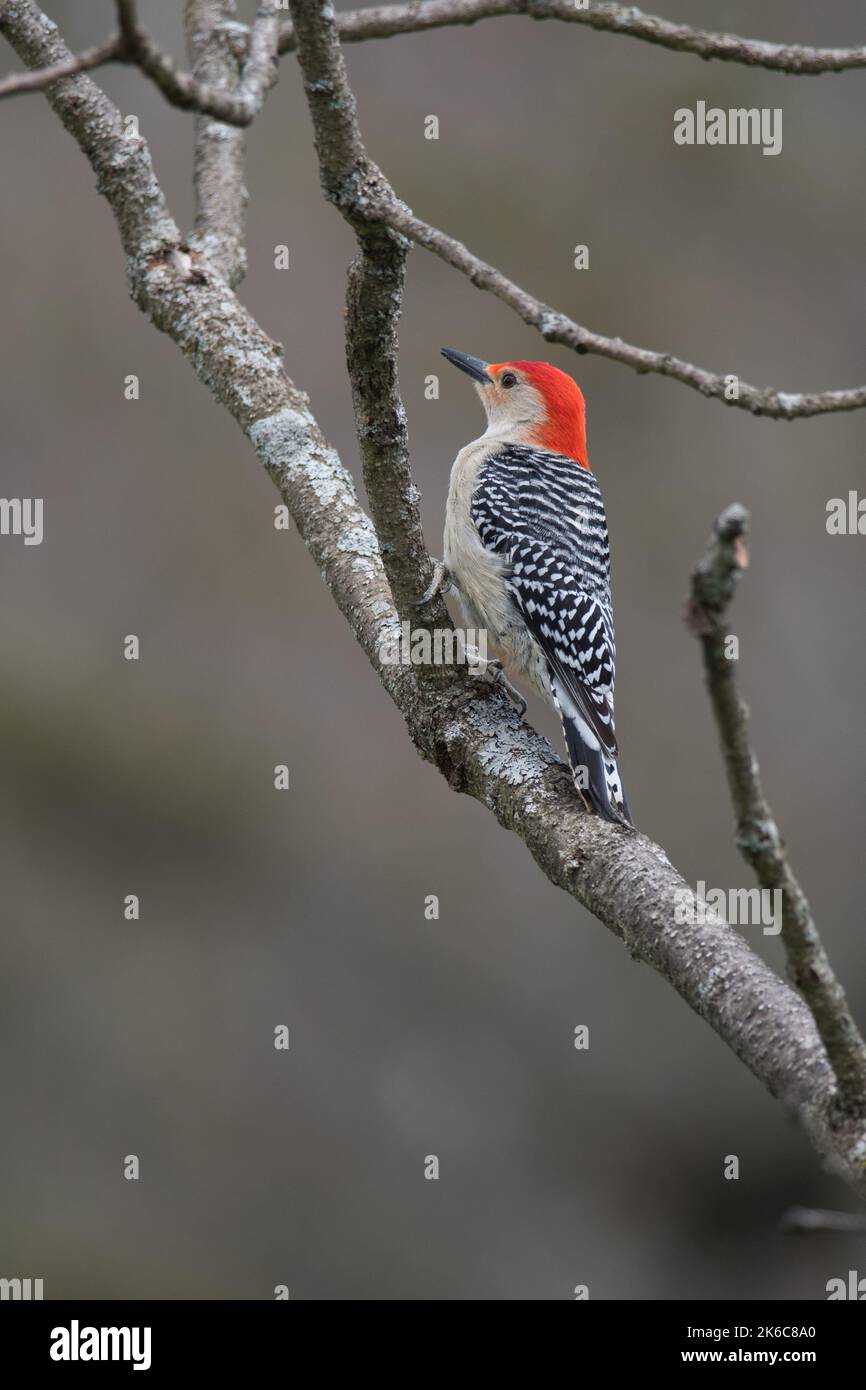 Red-Bellied Woodpecker perched on a branch angling across frame Stock Photo