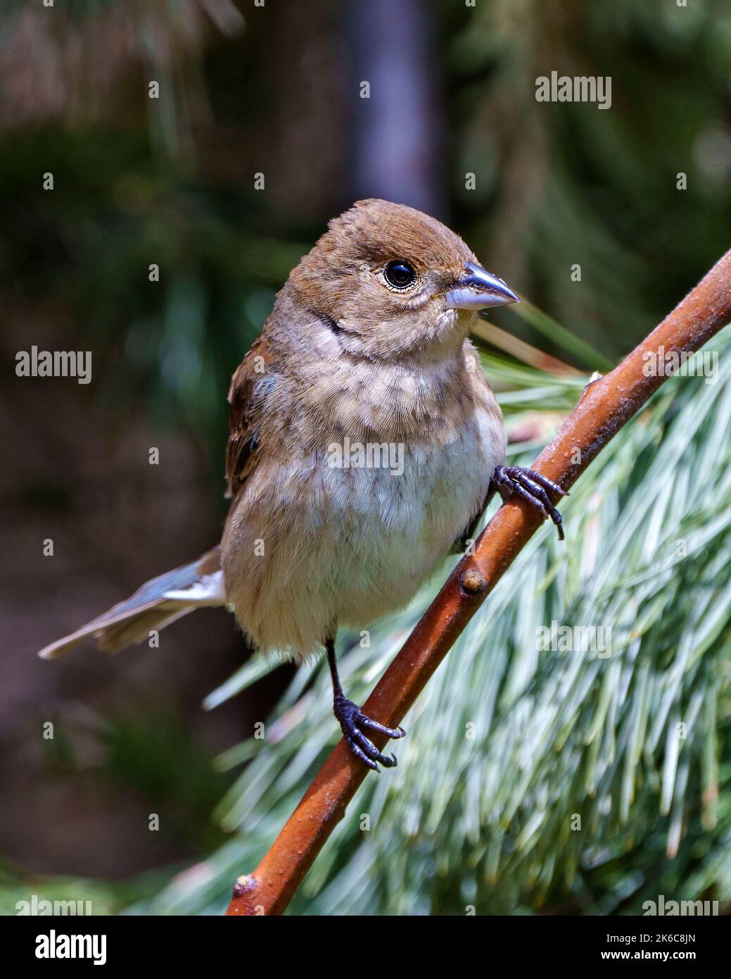 Sparrow close-up perched on a branch with a blur background in its environment and habitat surrounding. House Brown Sparrow. Coniferous trees. Stock Photo