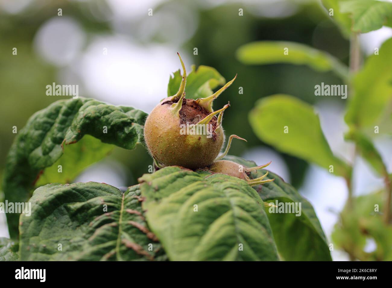 Ripe medlar, Mespilus germanica, fruits on a tree with leaves blurred as the background. Stock Photo